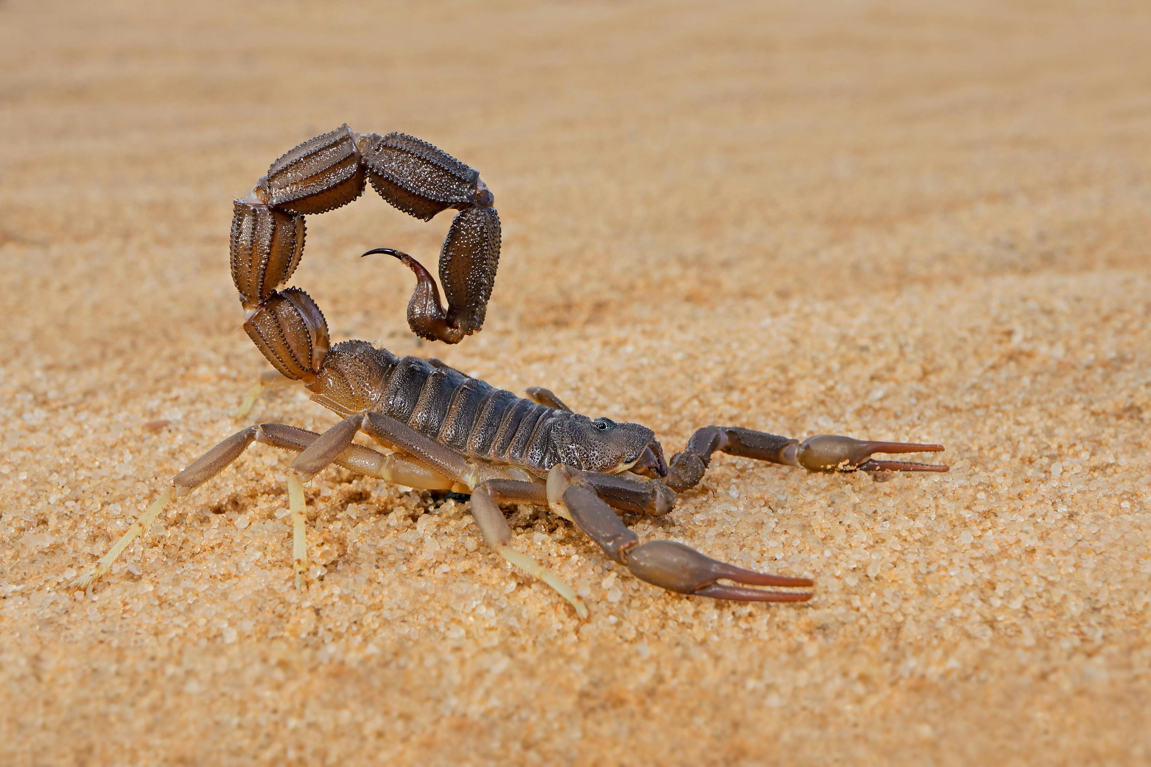 Granulated thick-tailed scorpion (Parabuthus granulatus), Kalahari desert, South Africa. | Image Credit: © EcoView - stock.adobe.com