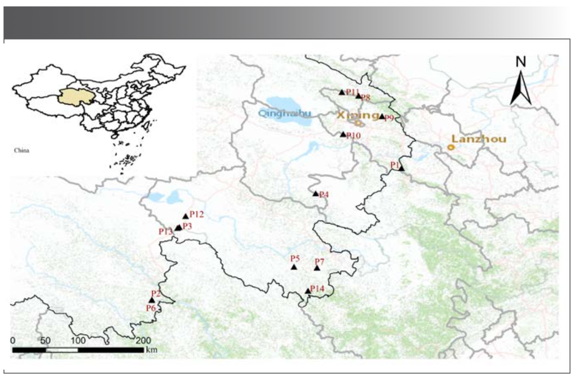 FIGURE 1: Samplings geographic distribution of M. integrifplia from the Qinghai-Tibet Plateau.