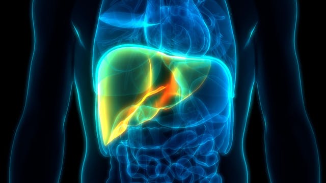 Human Internal Digestive Organ Liver Anatomy | Image Credit: © magicmine - stock.adobe.com