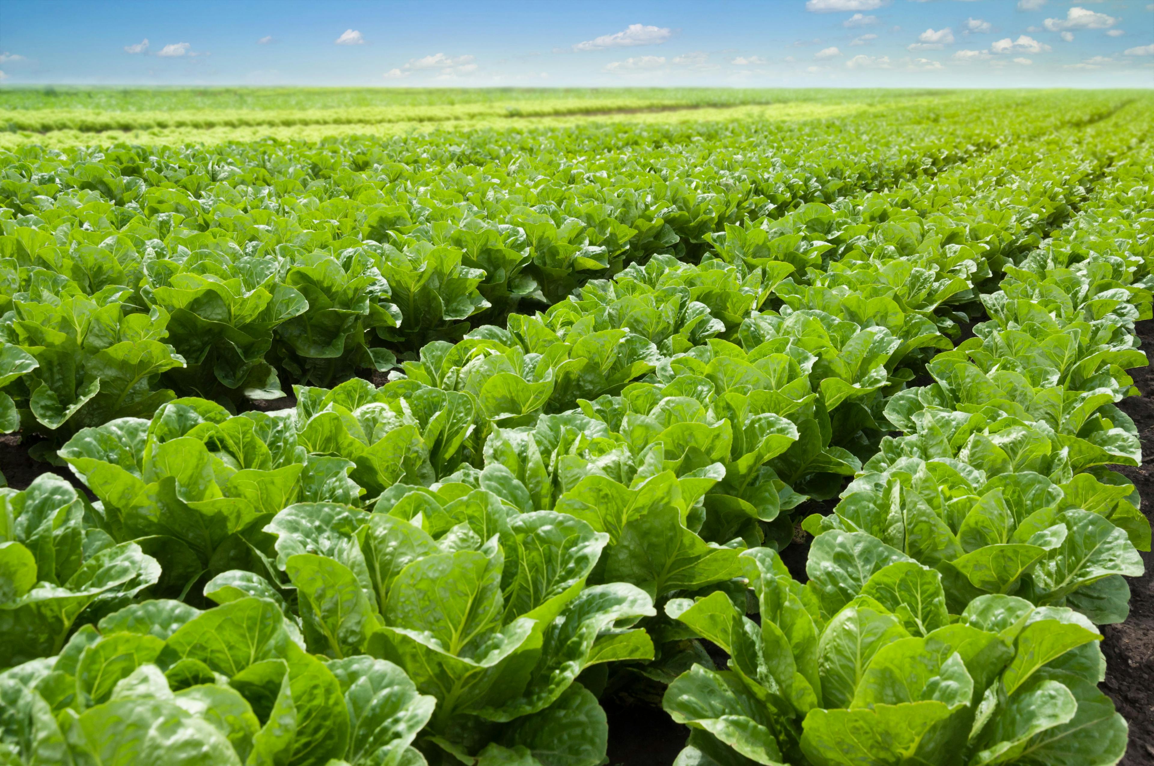 Growing lettuce in rows in a field on a sunny day. | Image Credit: © zoyas2222 - stock.adobe.com.