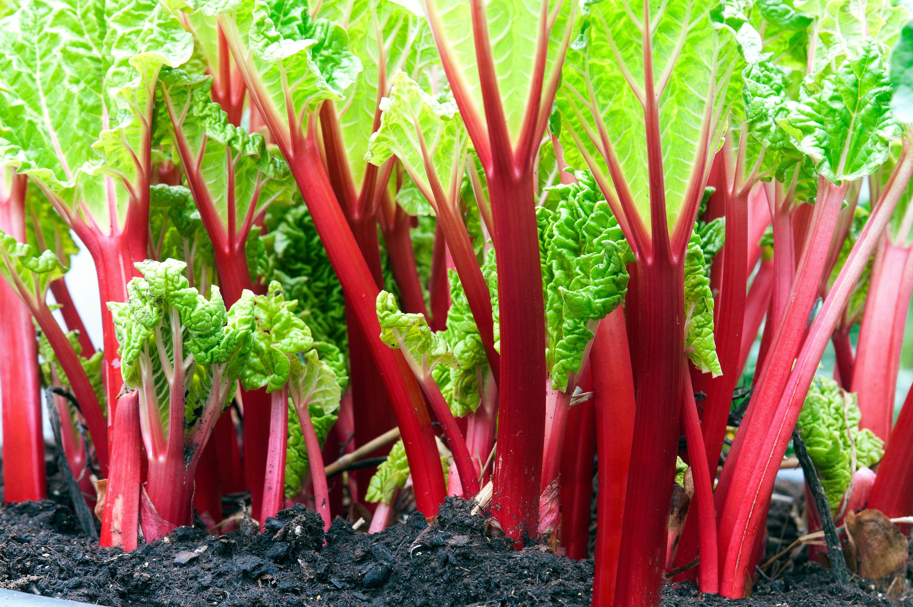 Stems of red rhubarb | Image Credit: © HVPM dev - stock.adobe.com