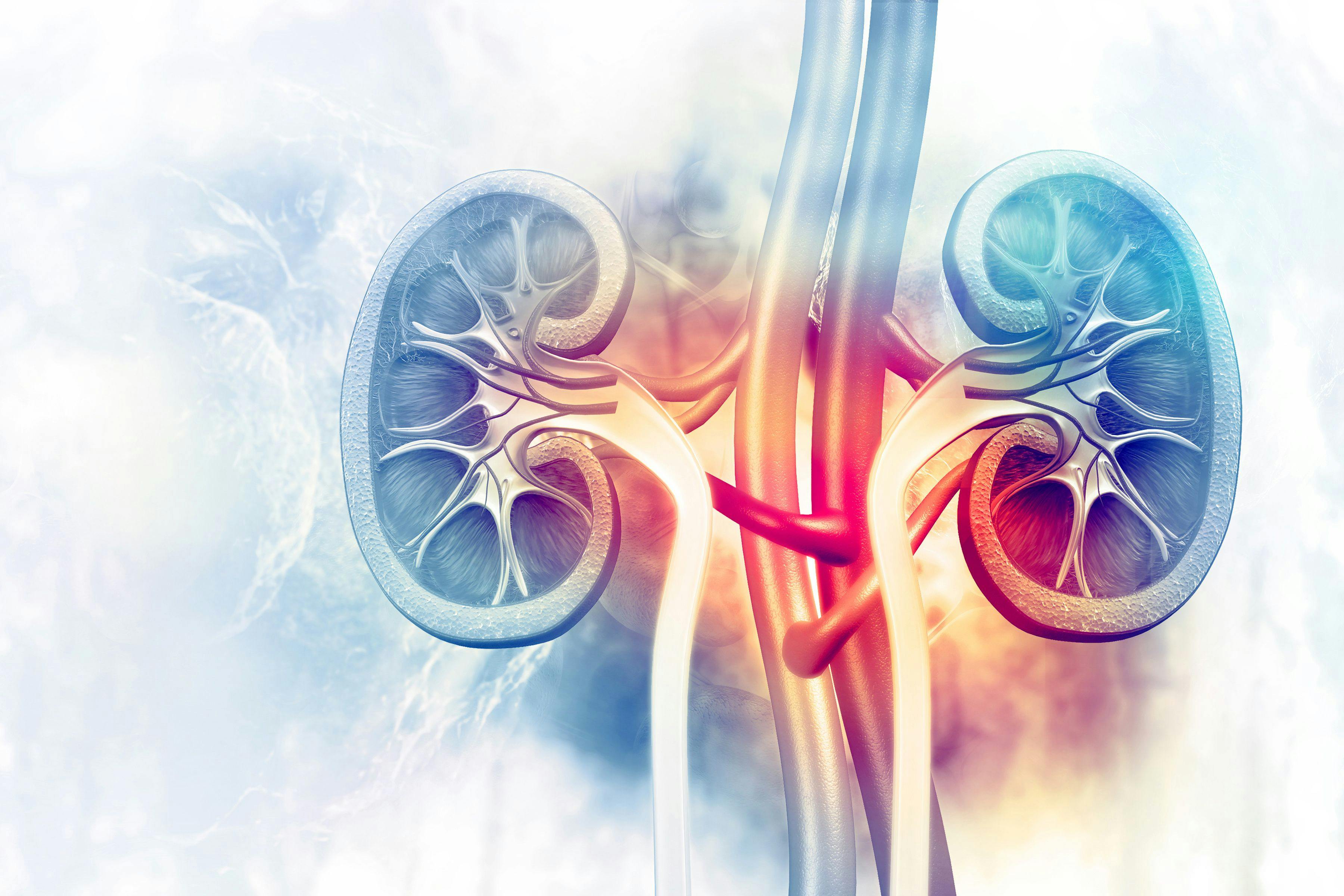 Human kidney cross section on scientific background | Image Credit: © Crystal light - stock.adobe.com.