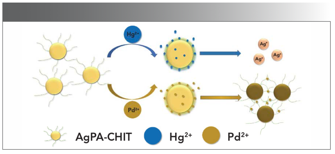SCHEME 1: Proposed mechanism for AgPA-CHIT to discriminate Hg2+ and Pd2+ ions.