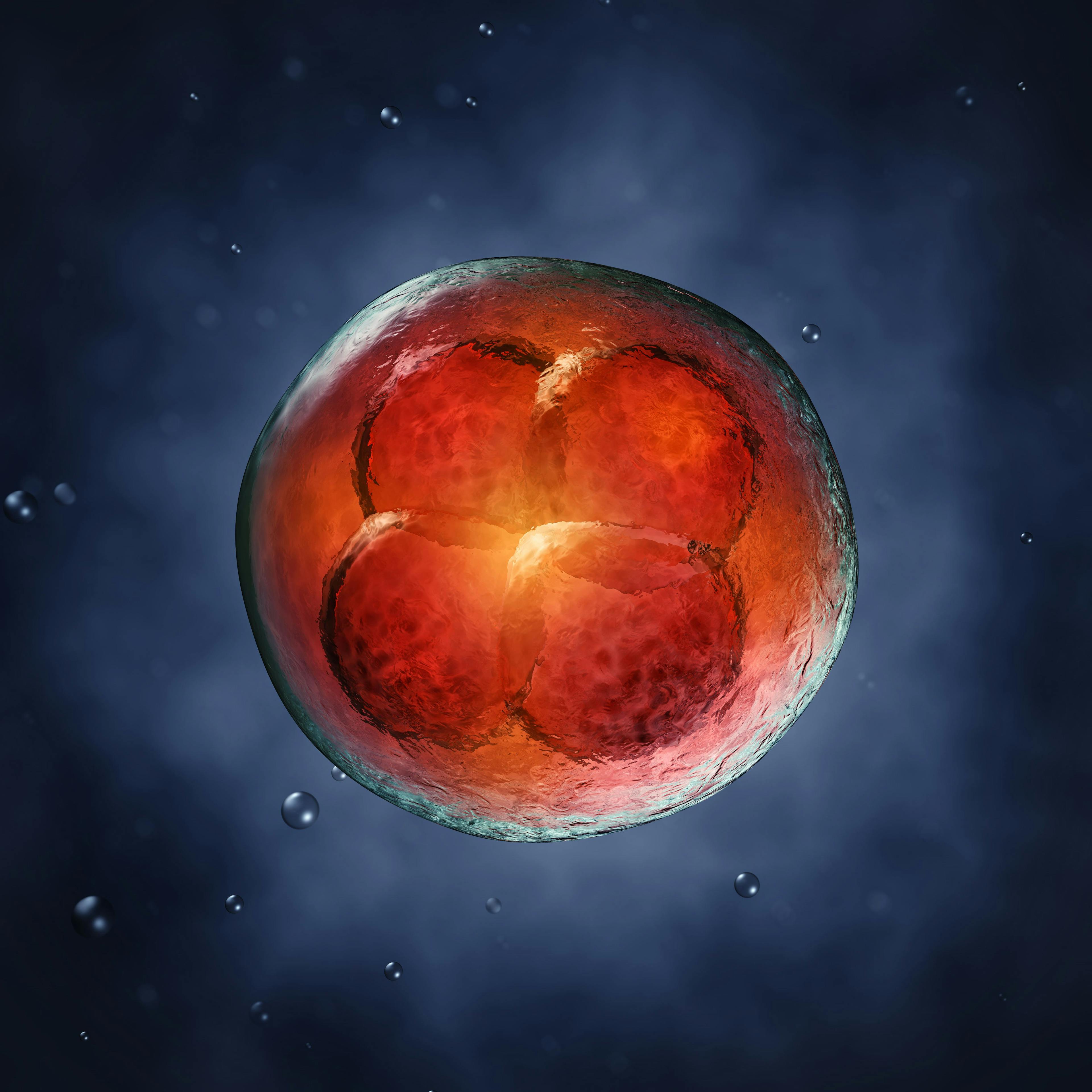 Four-cell embryo, 3d illustration | Image Credit: © nobeastsofierce - stock.adobe.com