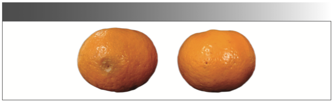 FIGURE 1: Outward images of a fungus-infected citrus (left) and a healthy citrus (right).