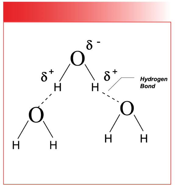 FIGURE 8: An illustration of the hydrogen bonding that takes place in liquid water.