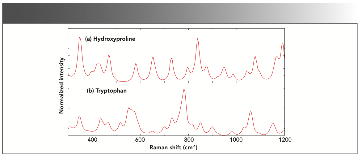 FIGURE 4: The calculated Raman spectra for (a) hydroxyproline molecules and (b) tryptophan.