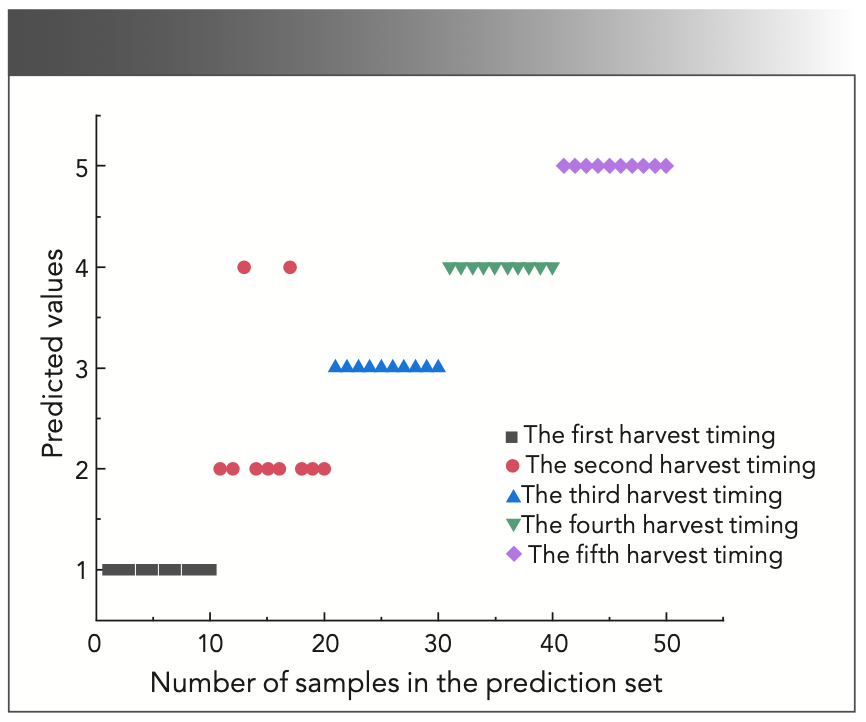 FIGURE 4: The best results for discriminant analysis of har- vest timing of Cabernet Sauvignon grapes in the prediction set by SG+1D-CARS-SPA-SVM model. Abbreviations: SG+1D, Savitzky-Golay first derivative. CARS, competitive adaptive reweighted sampling. SPA, successive projections algorithm. SVM: support vector machine.