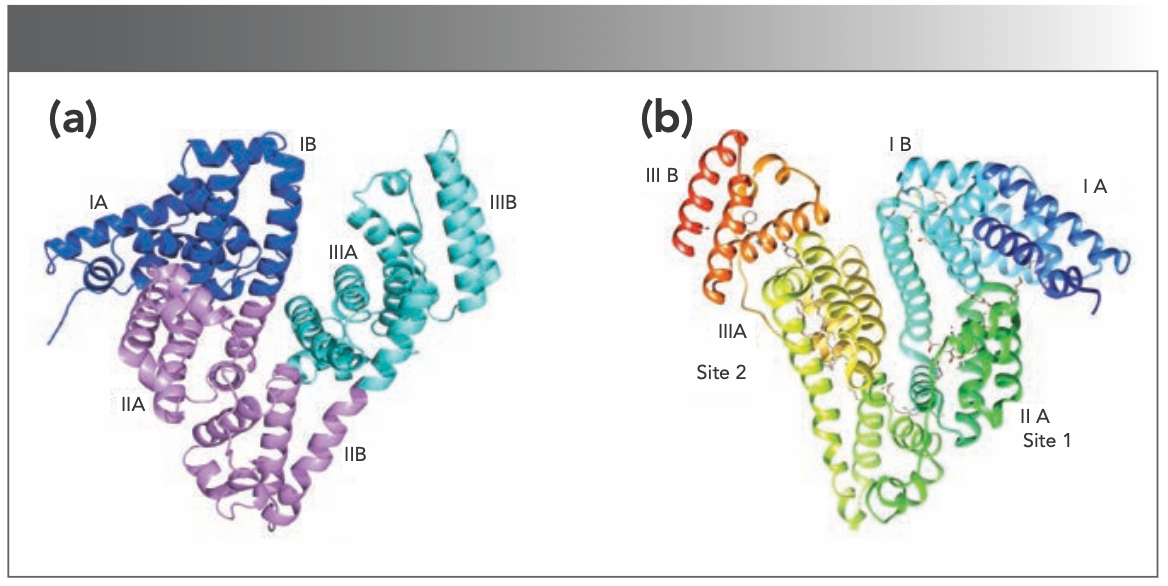 FIGURE S1: Structures of (a) bovine serum albumin (BSA) and (b) human serum albumin (HSA).