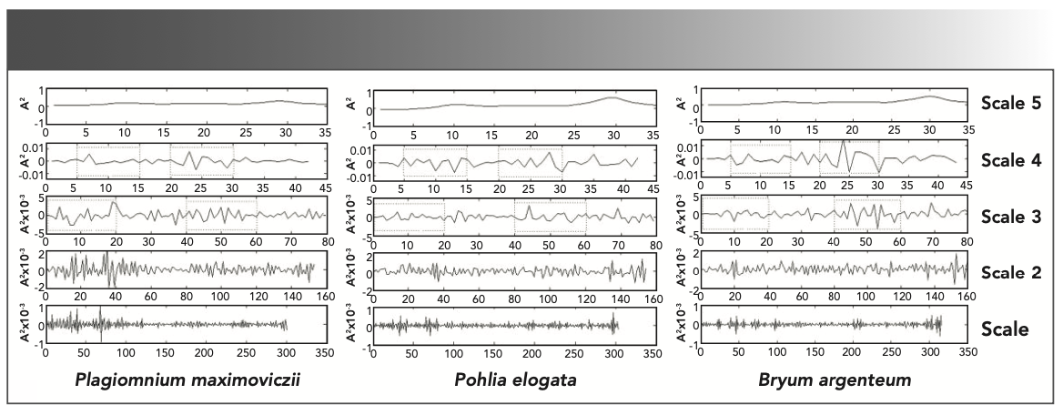 FIGURE 5: Results of the multi-resolution decomposition for FT-IR spectra with DWT of Plagiomnium maximoviczii, Pohlia elogata, and Bryum argenteum.