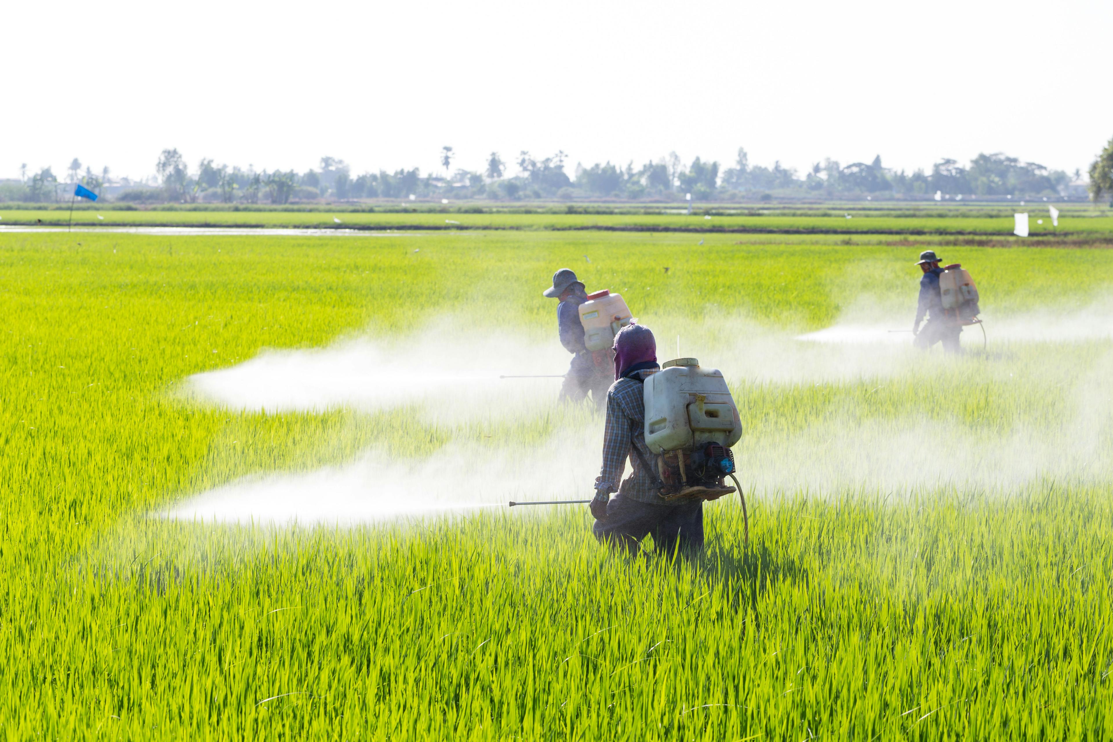 Farmer spraying pesticide in the rice field | Image Credit: © comzeal - stock.adobe.com