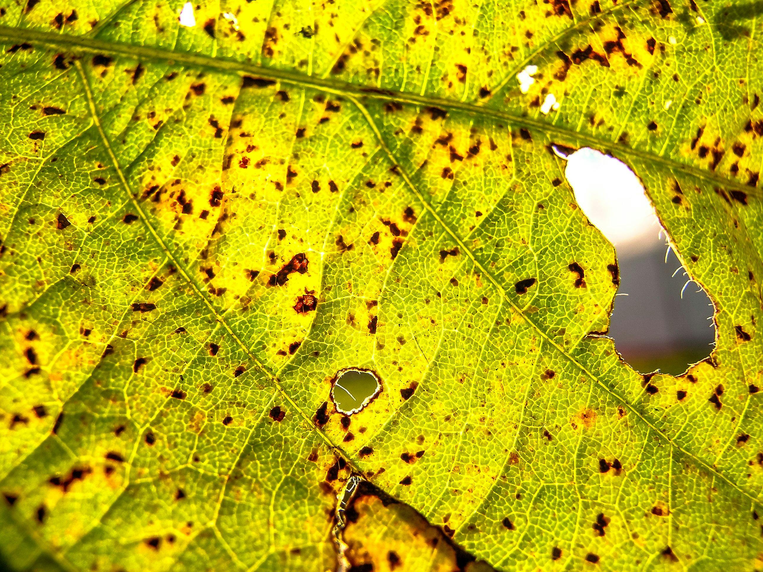 Asian rust (Phakopsora pachyrhizi) on soy leaf | Image Credit: © AlfRibeiro - stock.adobe.com