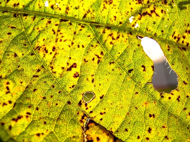 Asian rust (Phakopsora pachyrhizi) on soy leaf | Image Credit: © AlfRibeiro - stock.adobe.com