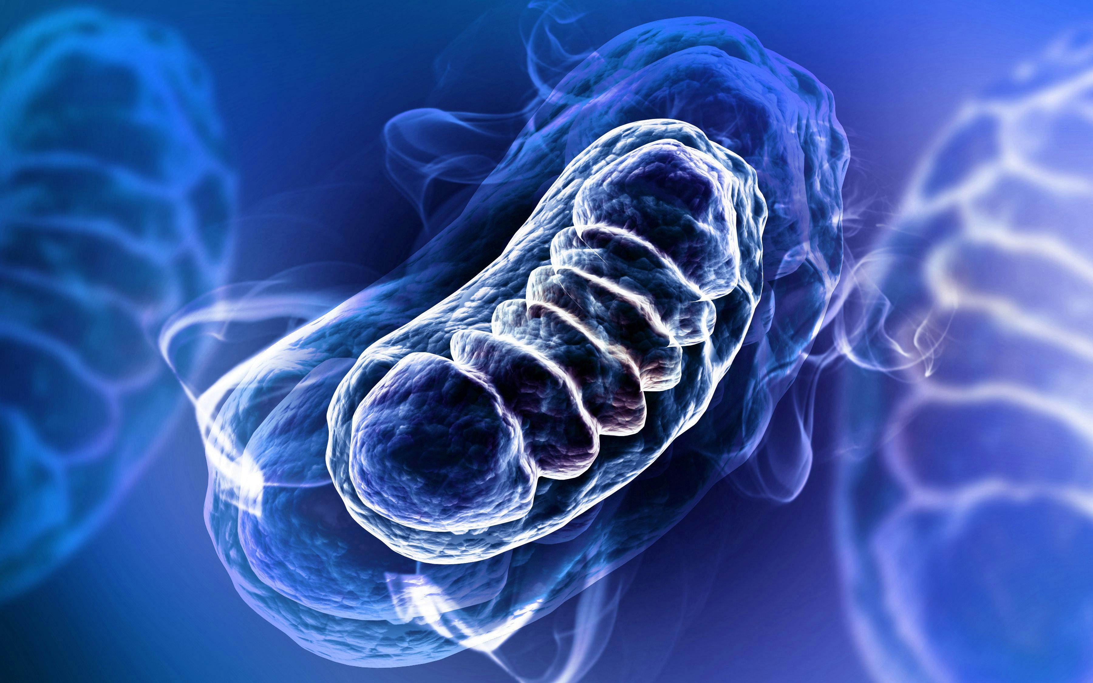 3d rendered Digital illustration of Mitochondria in colour background | Image Credit: © RAJCREATIONZS - stock.adobe.com