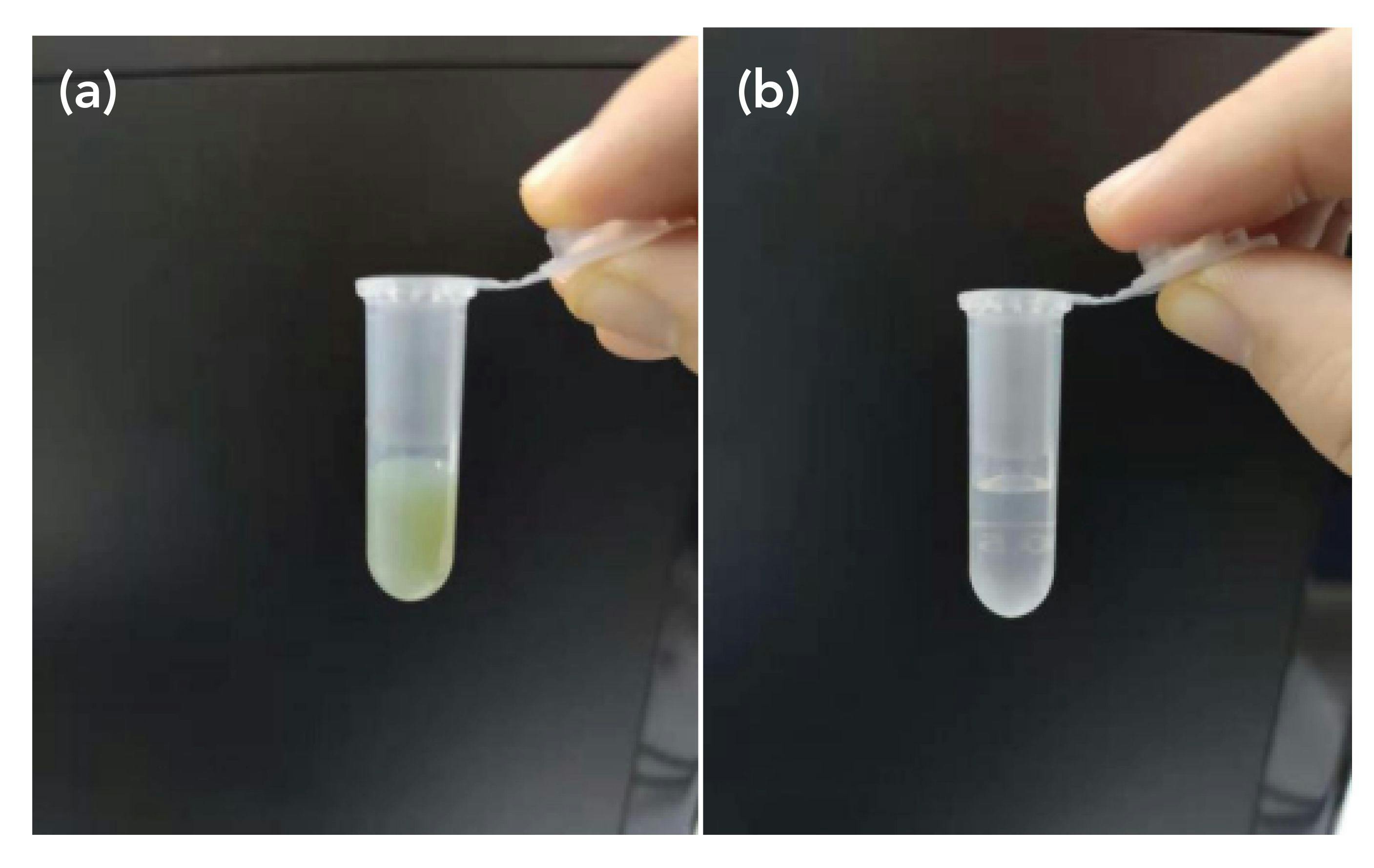 FIGURE 8: (a) Silver sol before centrifugation, and (b) silver sol after centrifugation.