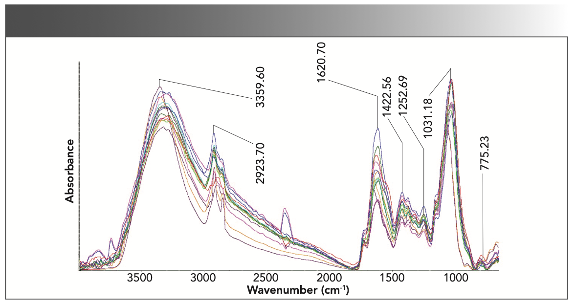 FIGURE 1: ATR-FT-IR spectra obtained between 4000 to 650 cm−1 for the 14 samples. The main peaks are labeled at the top of the spectra.