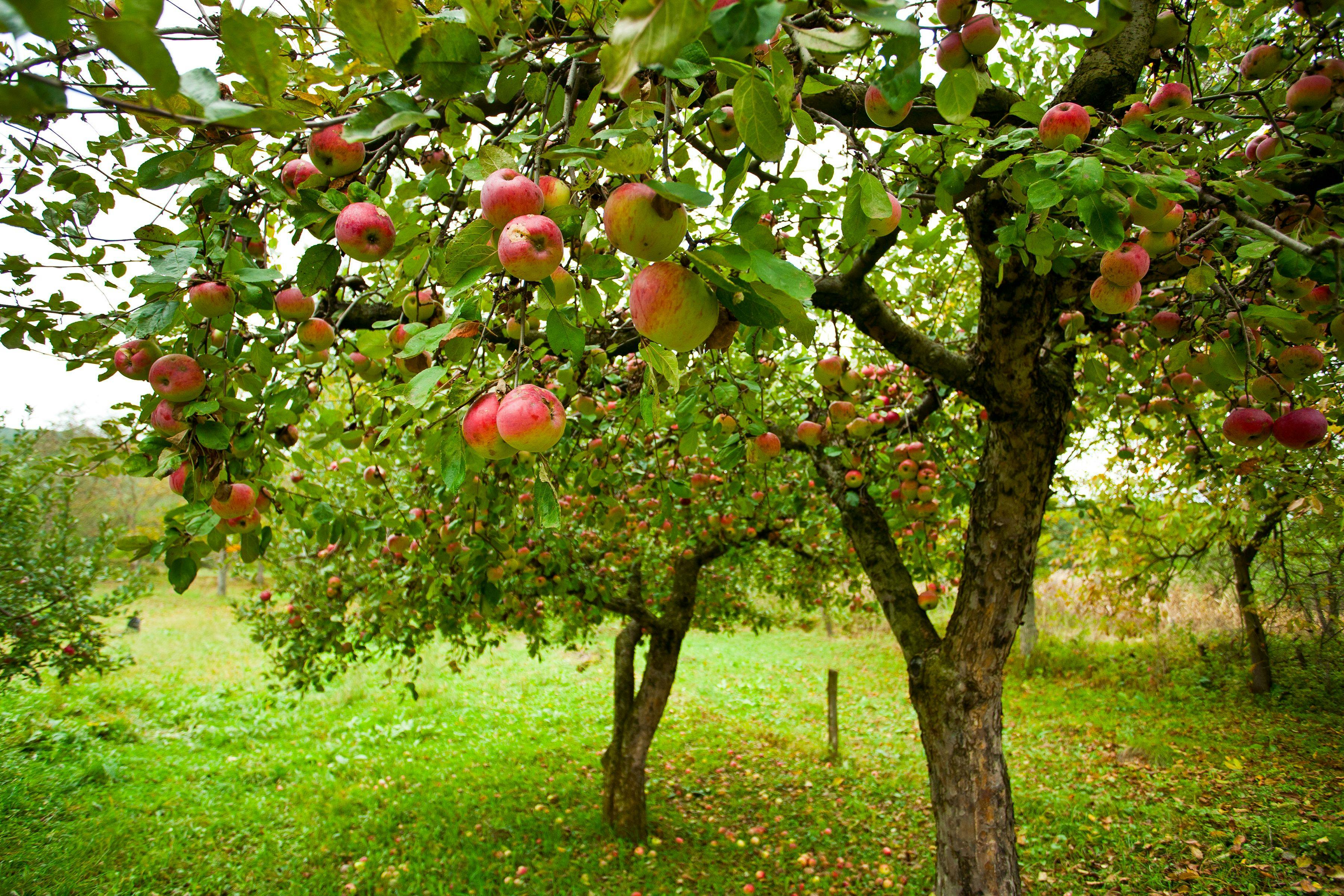Apple trees with red apples | Image Credit: © Xalanx - stock.adobe.com.