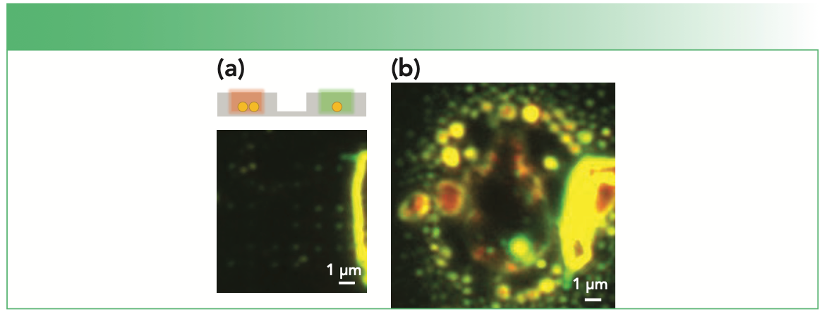 FIGURE 1: Example of photo damage in SERS. (a) The dark field scattering image of a regularly spaced array of holes containing either a single or pair of nanoparticles is shown. The color of the scattering is green for single particles and becomes redder in color for dimers. (b) The damage observed to an array is shown (yellow and red colors) after a few milliwatts of 633 nm laser illumination. The scale bar is the same in both images.