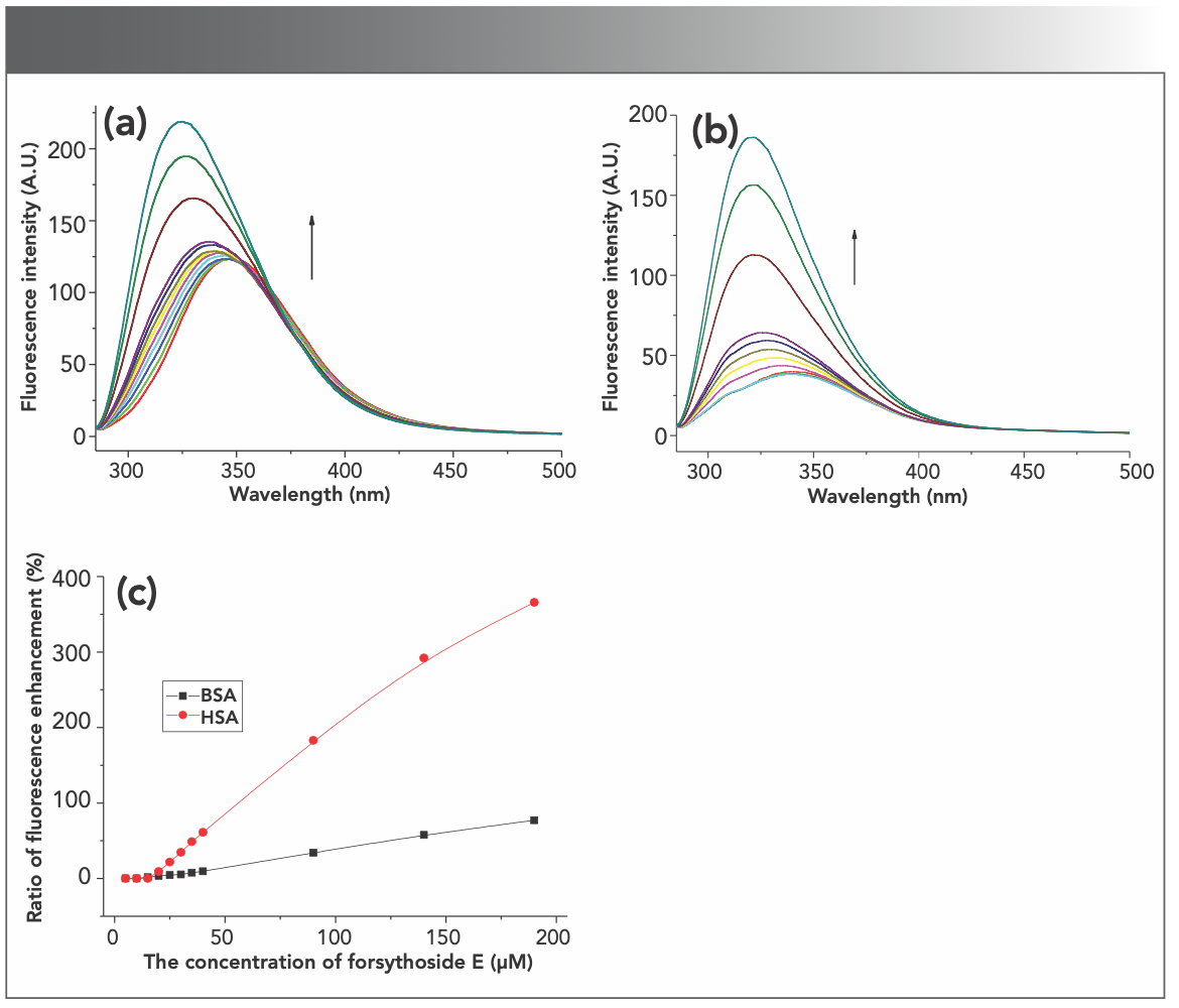 FIGURE 2: The enhancement of (a) BSA and (b) HSA fluorescence induced by forsythoside E. The concentrations of the proteins were kept at 1 μM. (c) The fluorescence enhancement rate of BSA and HSA induced by forsythoside E.
