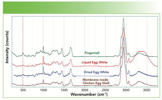 FIGURE 8: From top to bottom, Raman spectrum of a fingernail, liquid egg white, dried egg white, and the membrane inside the shell of a chicken egg.