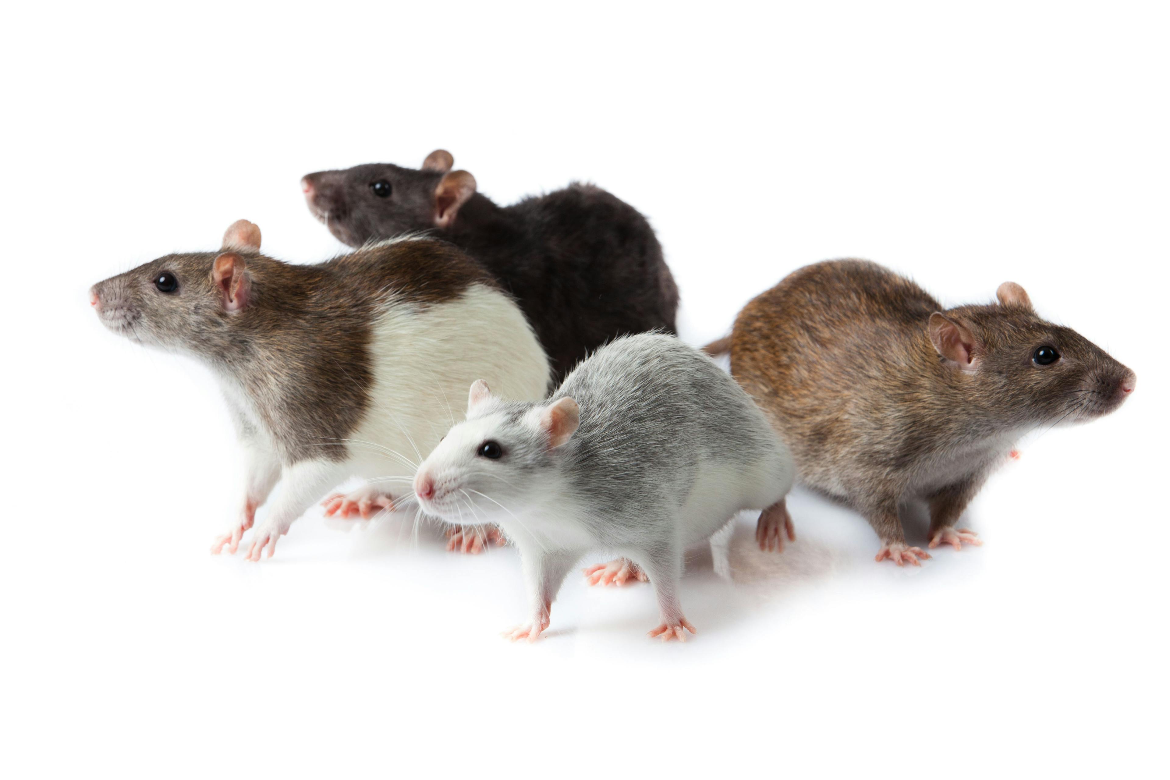 Rats isolated | Image Credit: © EwaStudio - stock.adobe.comx