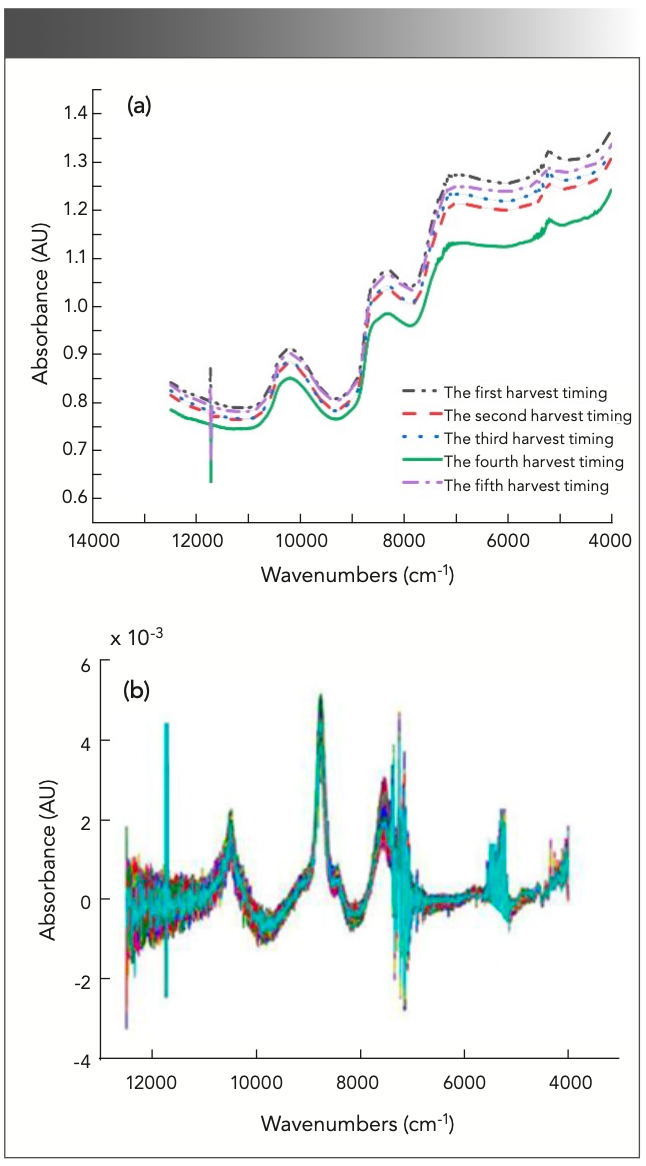 FIGURE 1: (a) Original average spectra of Cabernet Sauvignon grape samples (b) Reflectance spectra of Cabernet Sauvignon grape at five different harvest periods obtained after Savitzky-Golay first derivative.