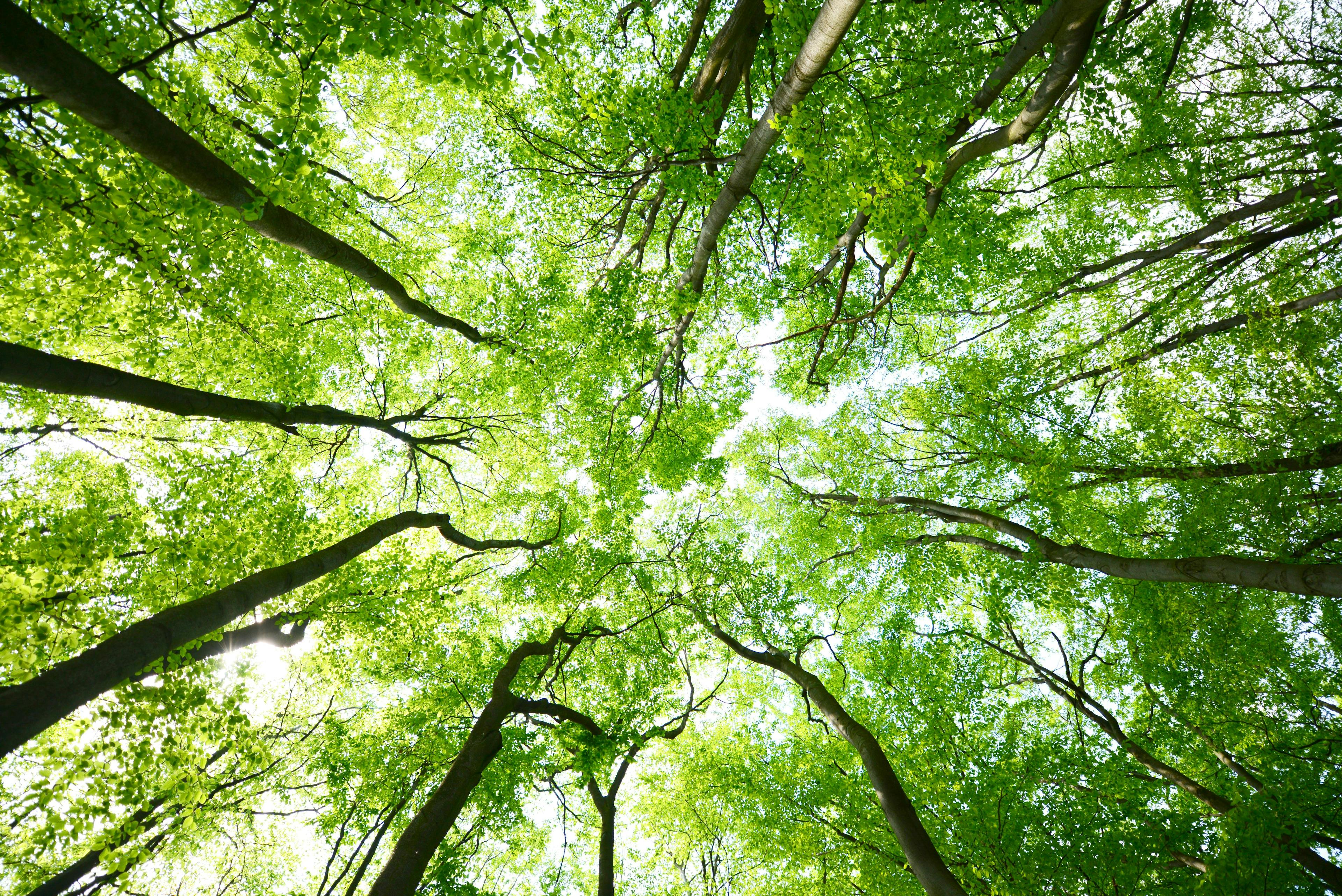 Tree canopies | Image Credit:  © Piotr Krzeslak - stock.adobe.com