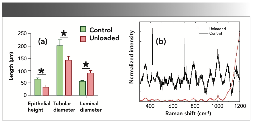 FIGURE 6: (a) The histological changes and (b) the molecular spectra obtained by via Raman spectroscopy *p < 0.05.