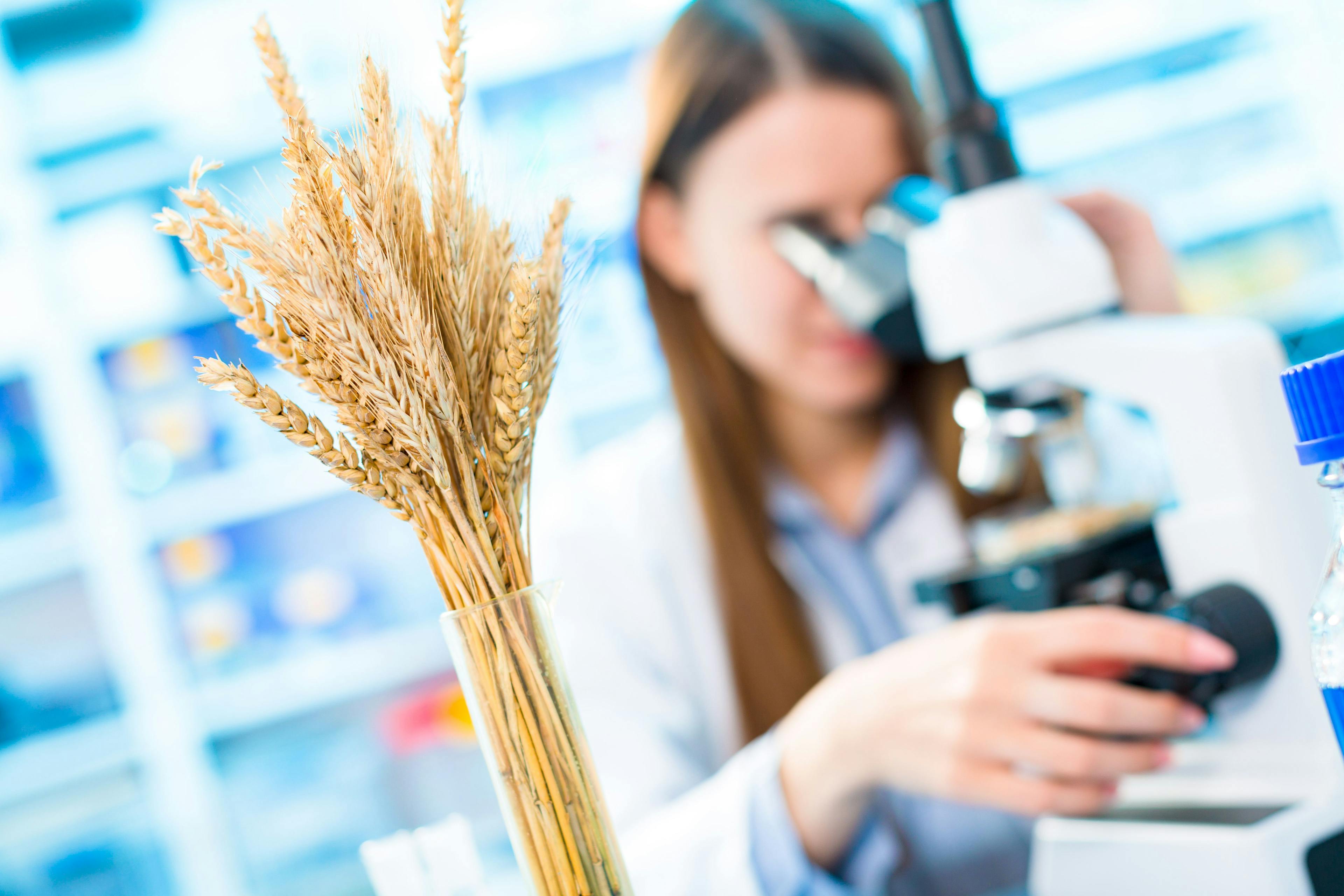 Selective and genetic work with seeds and grains in a scientific laboratory. Food quality control | Image Credit: © luchschenF - stock.adobe.com. 