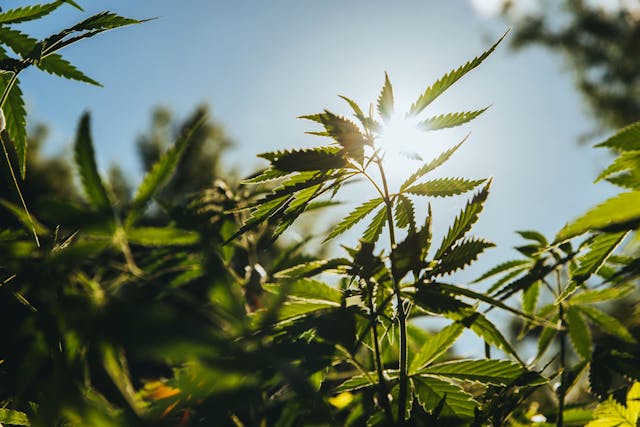 Wild agricultural hemp grows in the countryside | Image Credit: © johnalexandr - stock.adobe.com.