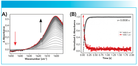 Figure 3: (A): Spectra of the hydrolysis reaction of MCA. 4.5 ms per spectrum. (B): resulted time traces taken at two selective wavelengths with 1000 spectra per s in situ.