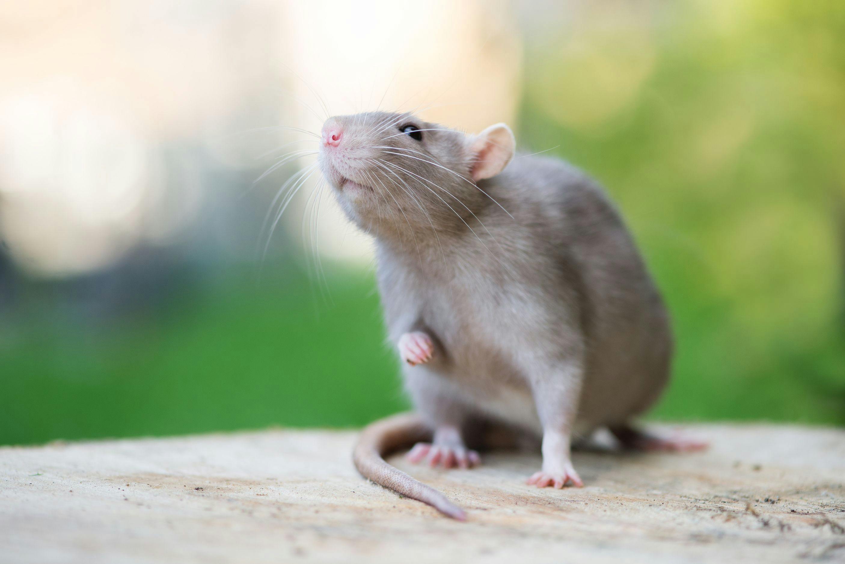 adorable grey pet rat posing outdoors | Image Credit: © otsphoto - stock.adobe.com