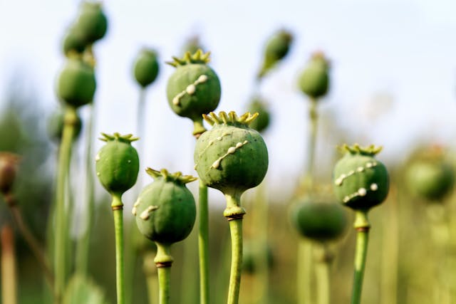 poppy heads with drops of opium milk | Image Credit: © KPad - stock.adobe.com