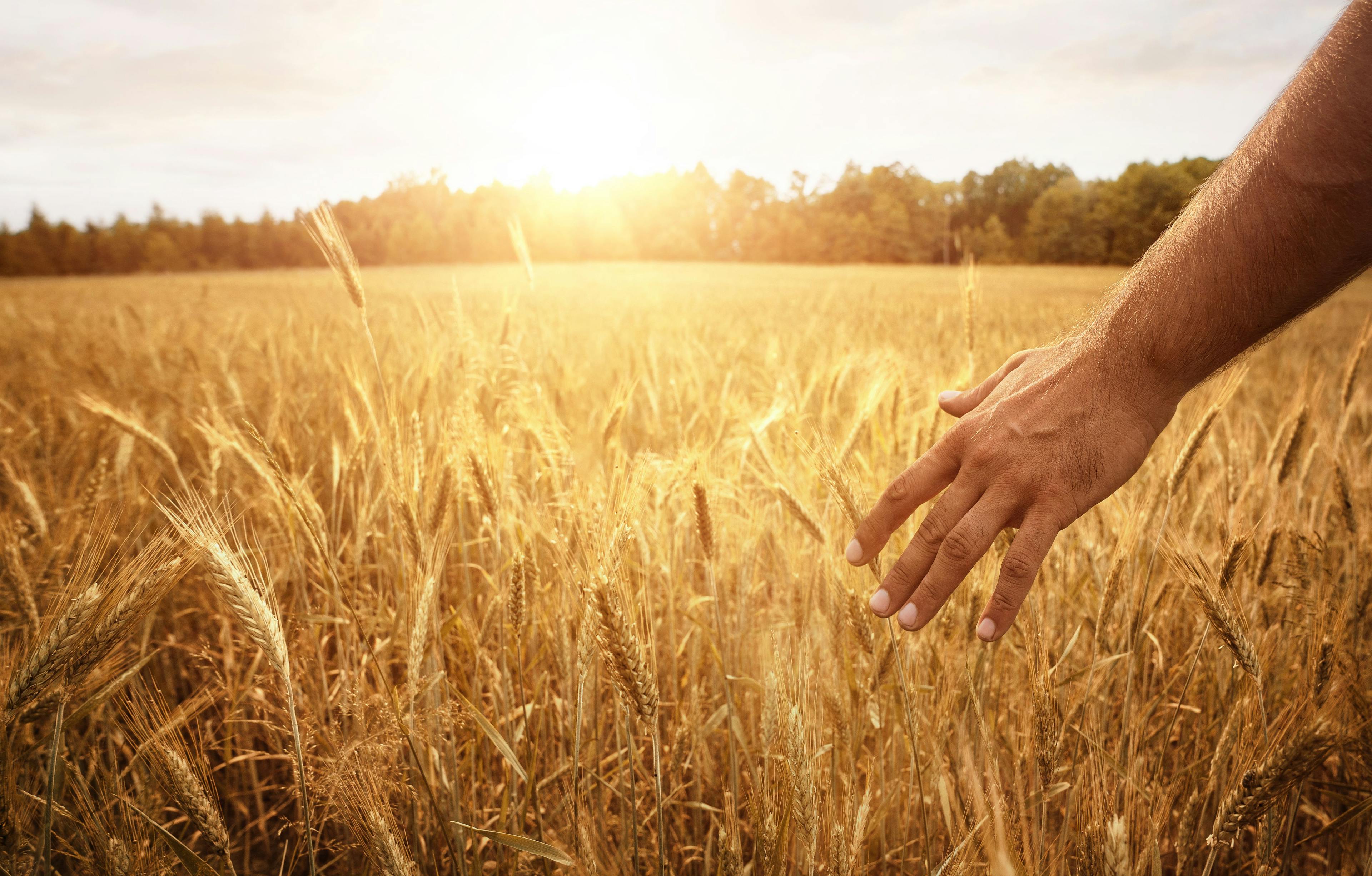 Harvest concept, close up of male hand in the wheat field with copy space | Image Credit: © rangizzz - stock.adobe.com.