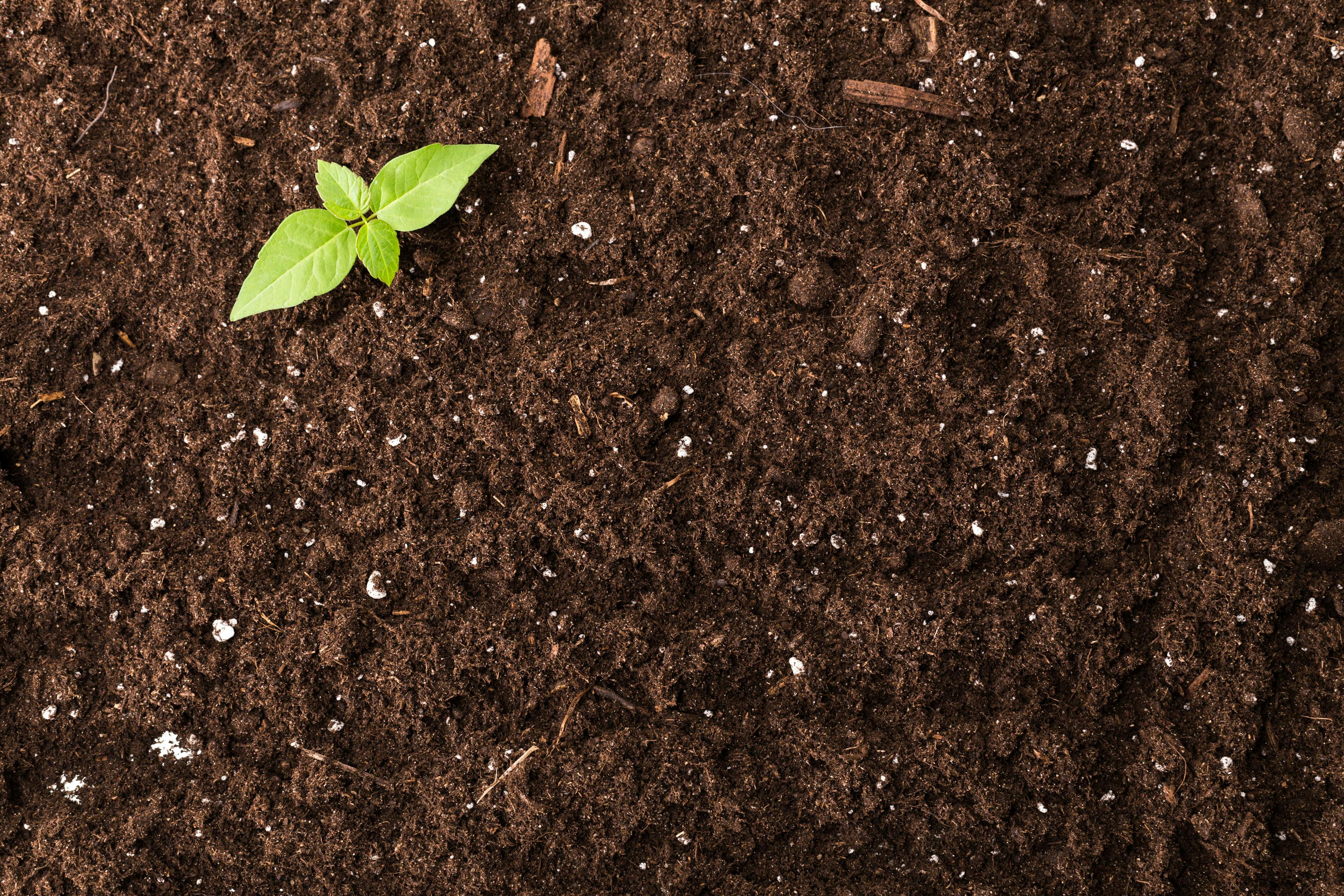 Seedling green plant surface top view textured background | Image Credit: © fotofabrika - stock.adobe.com