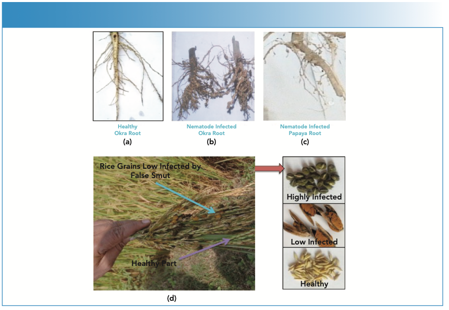 FIGURE 2: (a–d) Photographs of nematode-infected okra and papaya roots, and rice grains infected with false smut disease.
