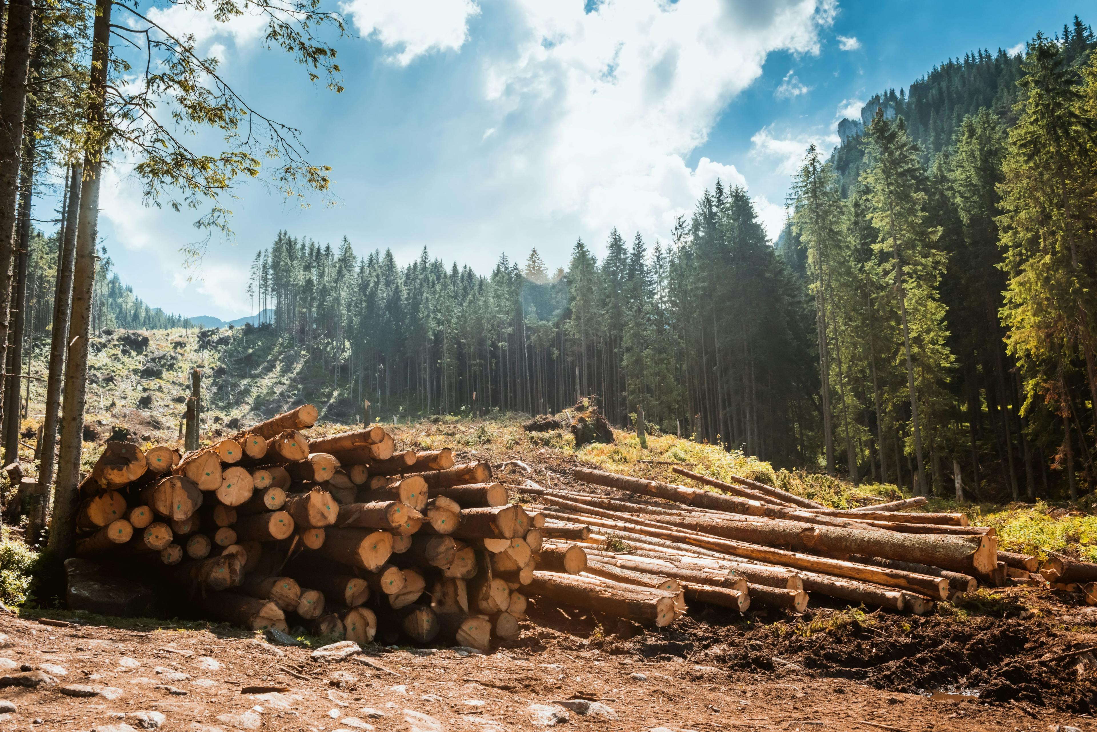 Log stacks along the forest road | © Image Credit: Kotangens – stock.adobe.com