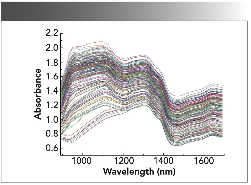 FIGURE 1: NIR absorbance spectra of wood samples.