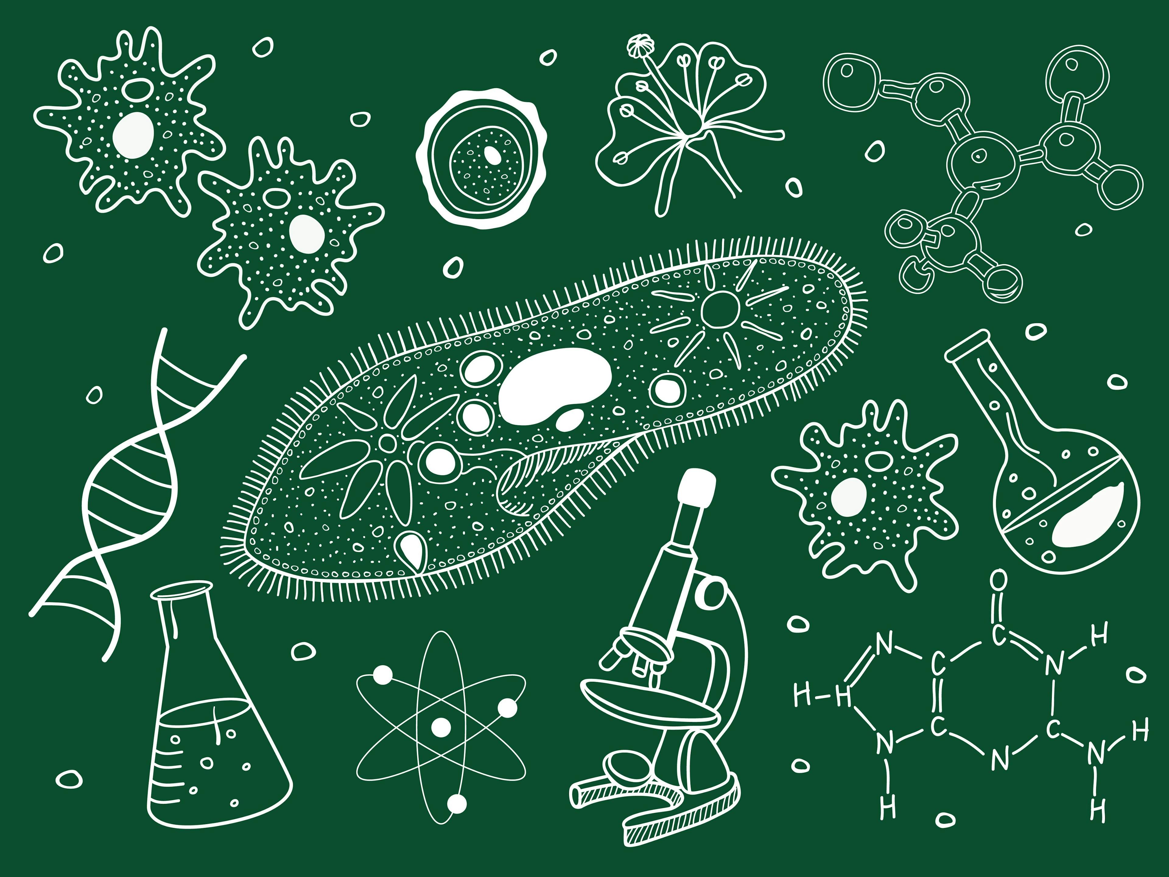 Biology sketches on school board. | Image Credit: © Millisenta - stock.adobe.com.