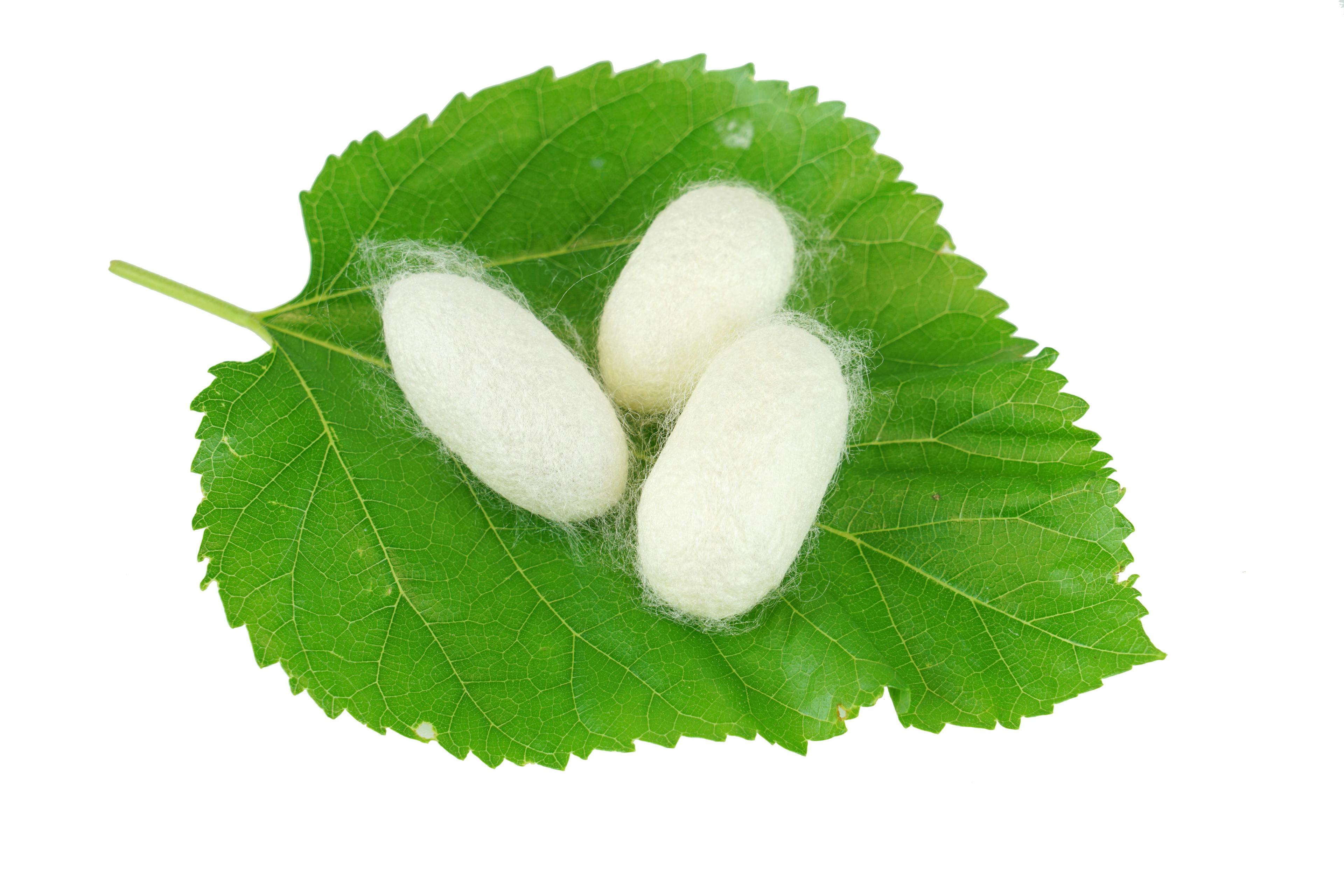 silkworm cocoon on green mulberry leaves | Image Credit: © nd700 - stock.adobe.com