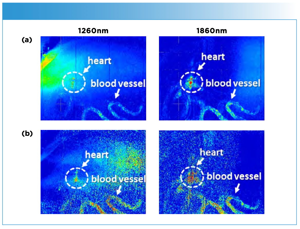 Figure 12: Blood flow images of a medaka fish egg on the 5th day after fertilization obtained by plotting intensities of (a) detected light from the sample and (b) absorbance at 1260 and 1860 nm. Reproduced from reference (25) with permission.