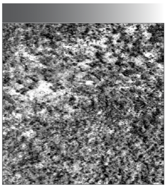 FIGURE 2: Grayscale image of characteristic band.