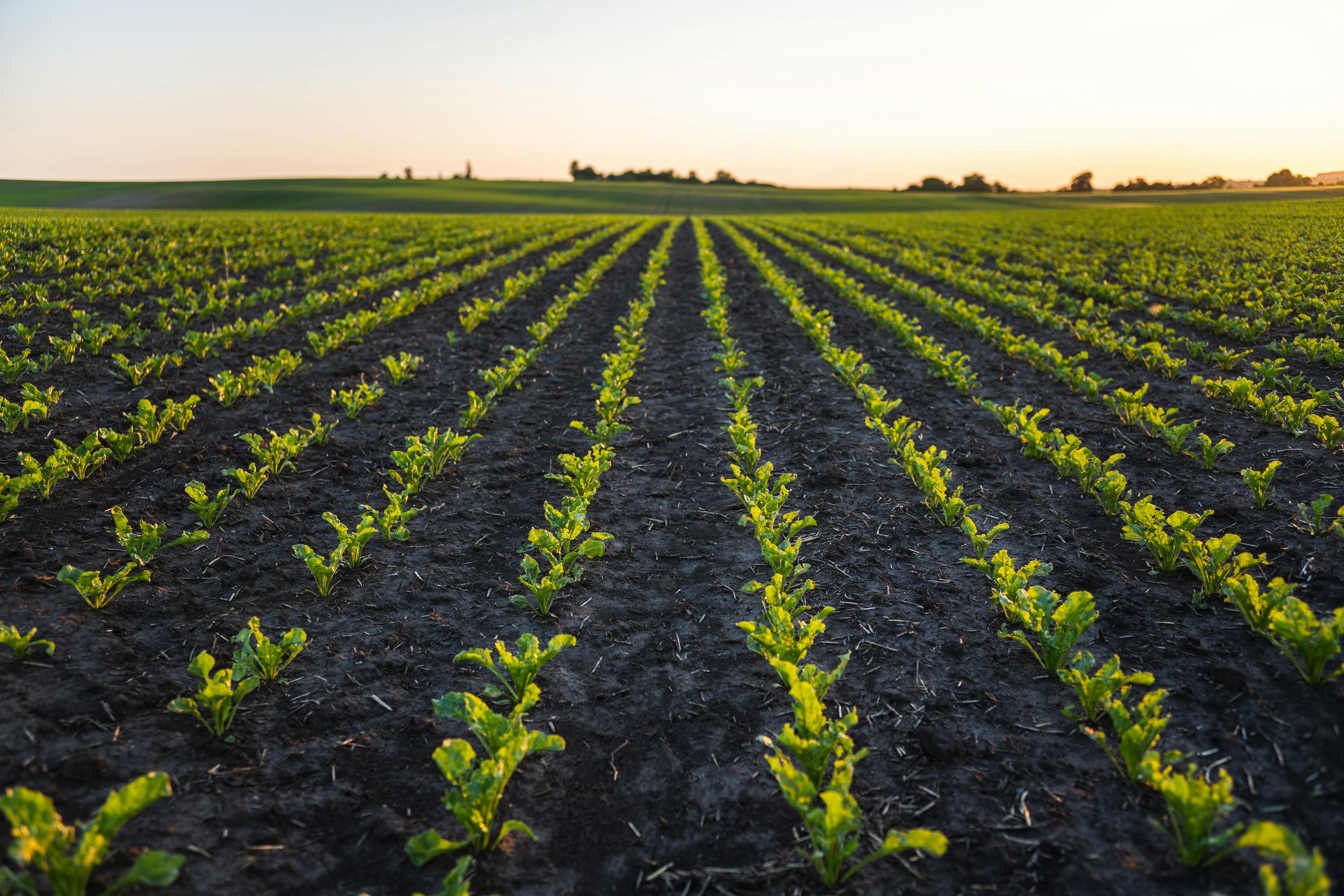 Landscape rows of young beatroot plants. Young beat sprouts during the period of active growth. Sugar beat plant in cultivated agricultural field. Agriculture process. | Image Credit: © Volodymyr - stock.adobe.com. 