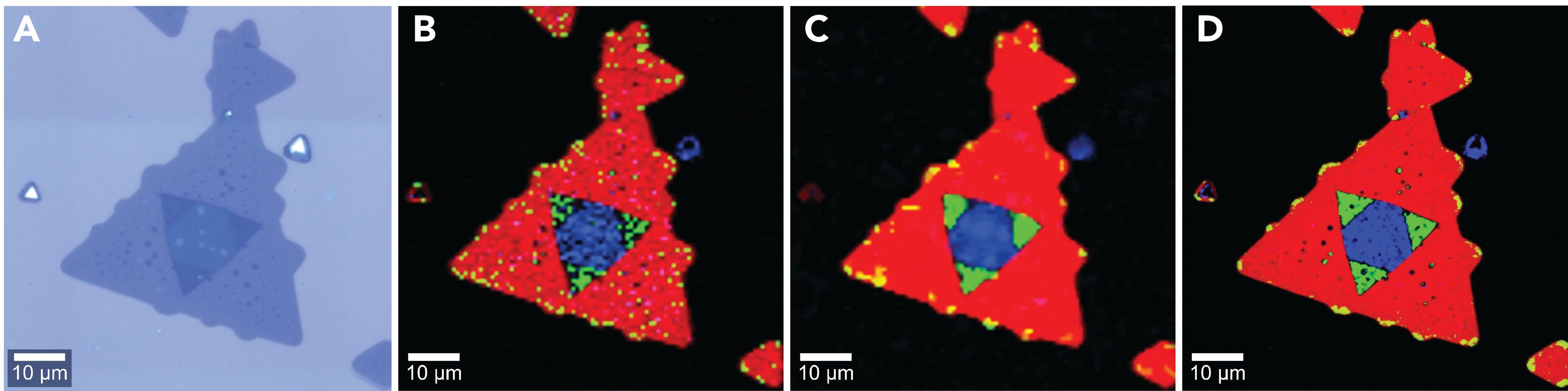 Figure 1: WSe2 flake A: White light image. B: Raman image of 10,000 spectra acquired in about 2 min. C: Smoothed version of B. D: Raman image of 102,400 spectra acquired in about 17 min. Color code: single-layer (red), bi-layer (green), multi-layer (blue).