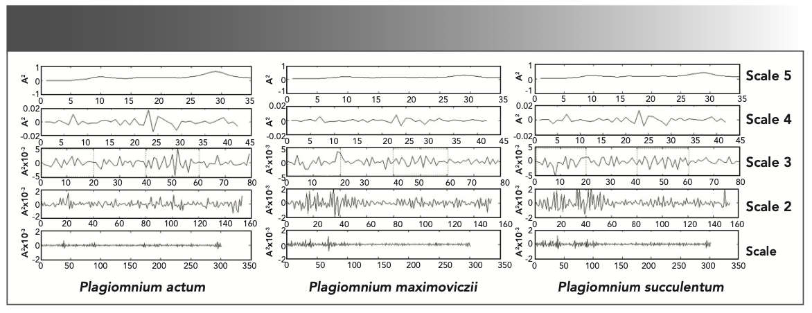 FIGURE 6: Results of the multi-resolution decomposition for the FT-IR spectra with DWT of three species of genus Plagiomnium (P. actum, P. maximoviczii, and P. succulentum).