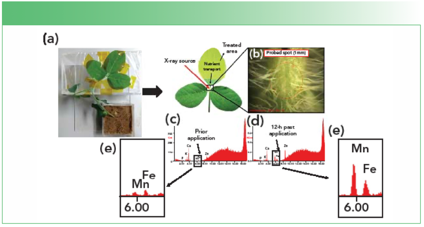 FIGURE 2: Representation of the setup employed (a) for the in vivo XRF determination of foliar fertilizer absorption on soybean petioles (b-c). A main advantage of the in vivo analysis is the possibility of conducting time-resolved experiments (d–e) that enable real-time assessment of the absorption phenomena.