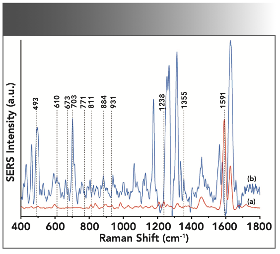 FIGURE 1: The SERS spectra of (a) TYL and (b) DCH standards.