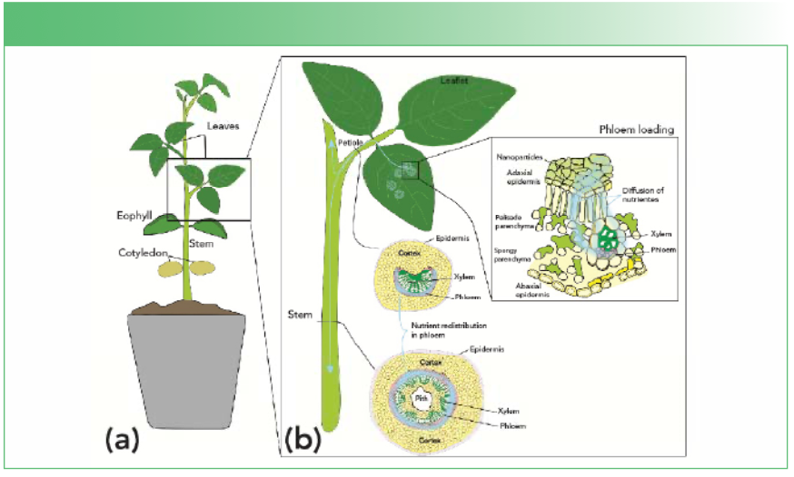FIGURE 1: (a) aerial part of plant and organs, and (b) close-up of nutrient flow in plant structures: absorption and translocation of foliar-applied nutrients.