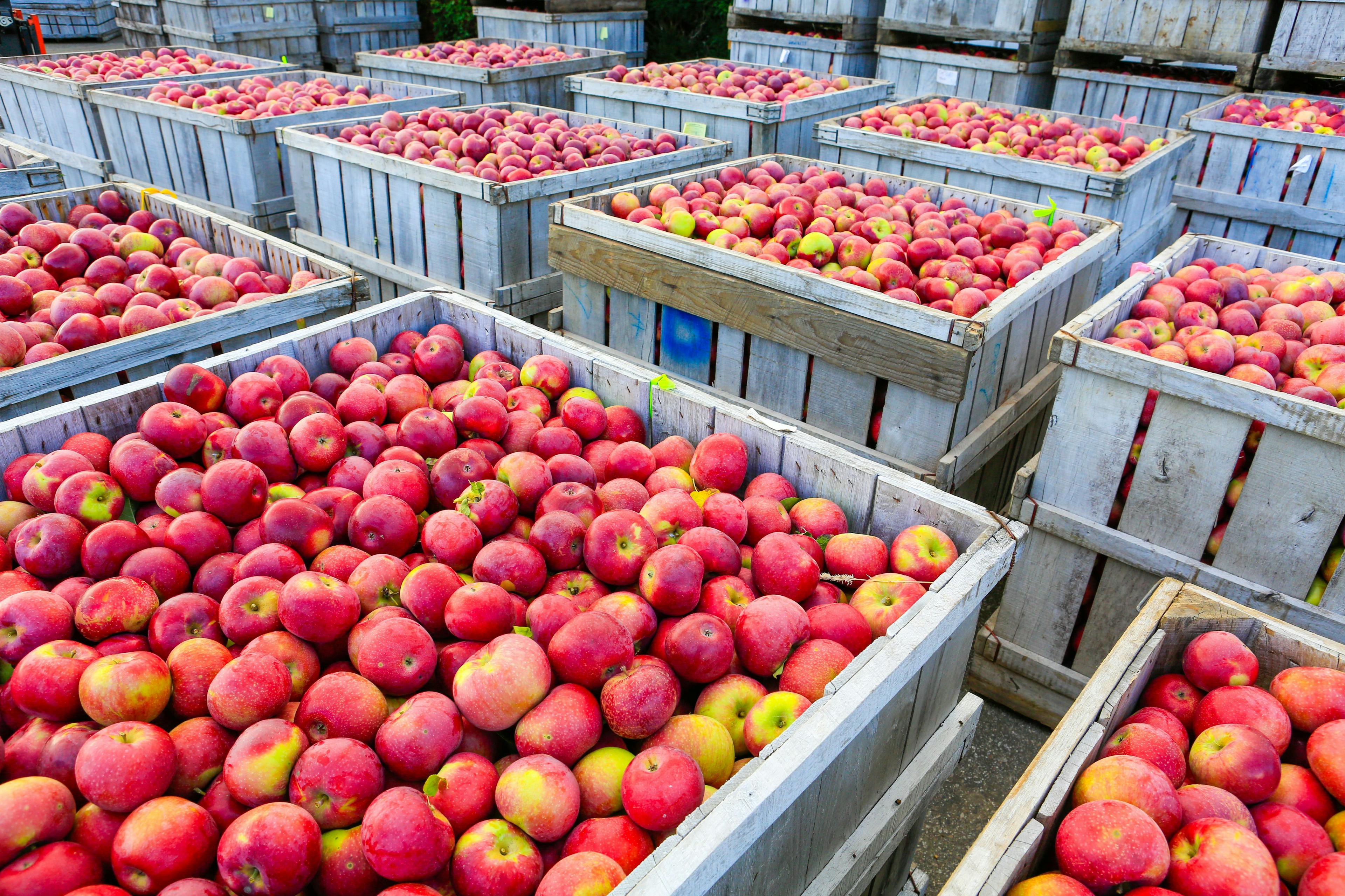 Wooden crates full of ripe apples during the annual harvesting period | Image Credit: © Iriana Shiyan - stock.adobe.com.