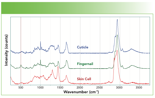 FIGURE 7: Raman spectra (from top to bottom) of a cuticle, fingernail, and skin cell.